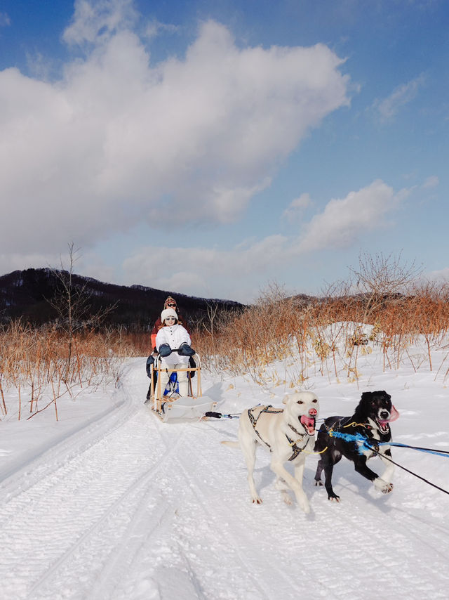 北海道で犬ぞり体験