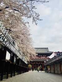 วัด Sensoji x ซากุระ ความคลาสสิกที่ต้องมาเห็น!!!