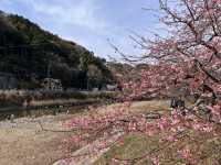 河津桜とオススメのどら焼き@静岡・河津🌸