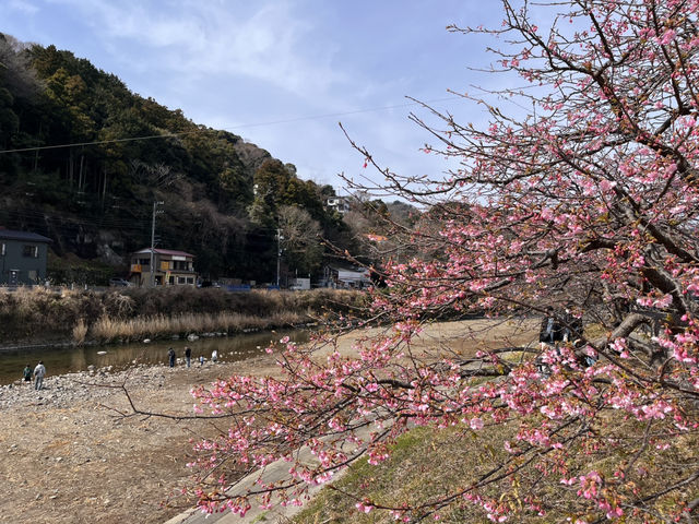 河津桜とオススメのどら焼き@静岡・河津🌸