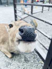 ～斑比山丘～ 可以近距離接觸可愛動物的農場