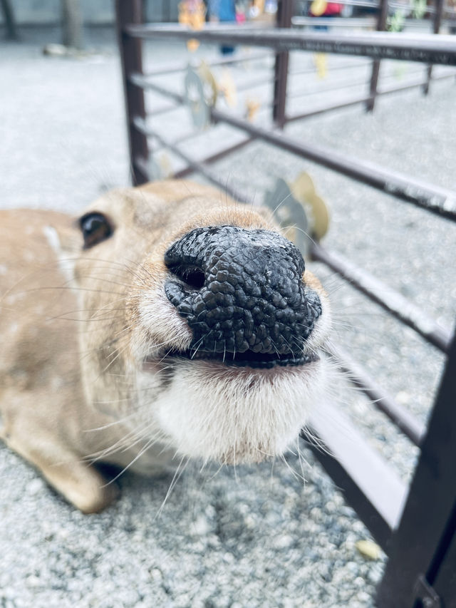 ～斑比山丘～ 可以近距離接觸可愛動物的農場