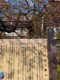 河津桜の原木：早春を彩る桜の源🌸