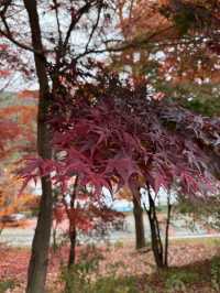 가을 단풍여행 스팟🍁