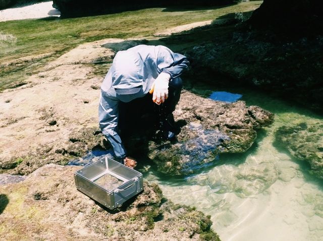 🦀 小琉球潮間帶探險：踏上奇幻的生態之旅