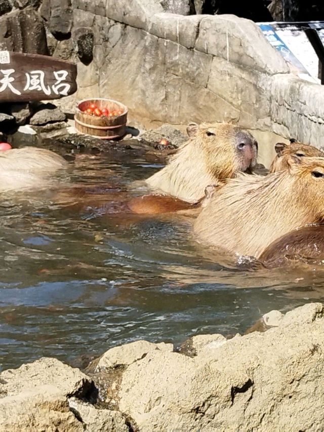 【河津桜のついでに】かわいいカピバラに癒されよう🌸
