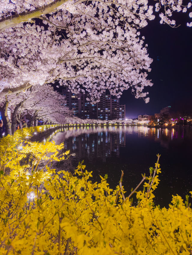 벚꽃 만개한 달밤의 연화지 🌙