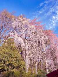 대구 벚꽃 명소 추천🌸