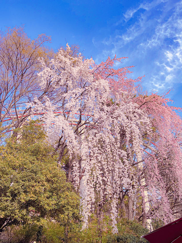 대구 벚꽃 명소 추천🌸