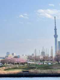 春日絢爛：東京櫻花季的夢幻之旅