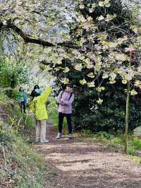 Hanamiyama Park ซากุระเต็มเขา เที่ยวฟุกุชิมะต้องมา