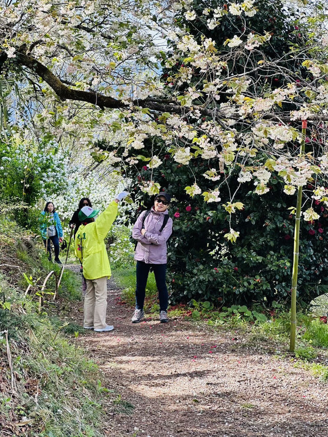 Hanamiyama Park ซากุระเต็มเขา เที่ยวฟุกุชิมะต้องมา