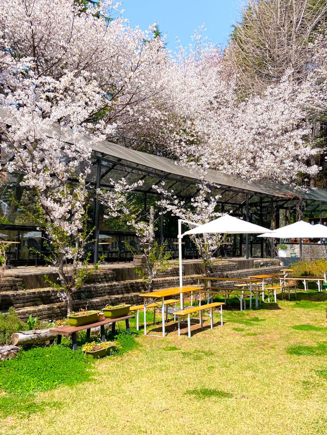 부산 벚꽃뷰 카페 만디🌸🤍