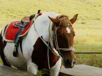 來阿蘇火山，首先要沖去買直升機的票