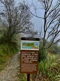 鎏金般耀眼的太平山山毛櫸步道
