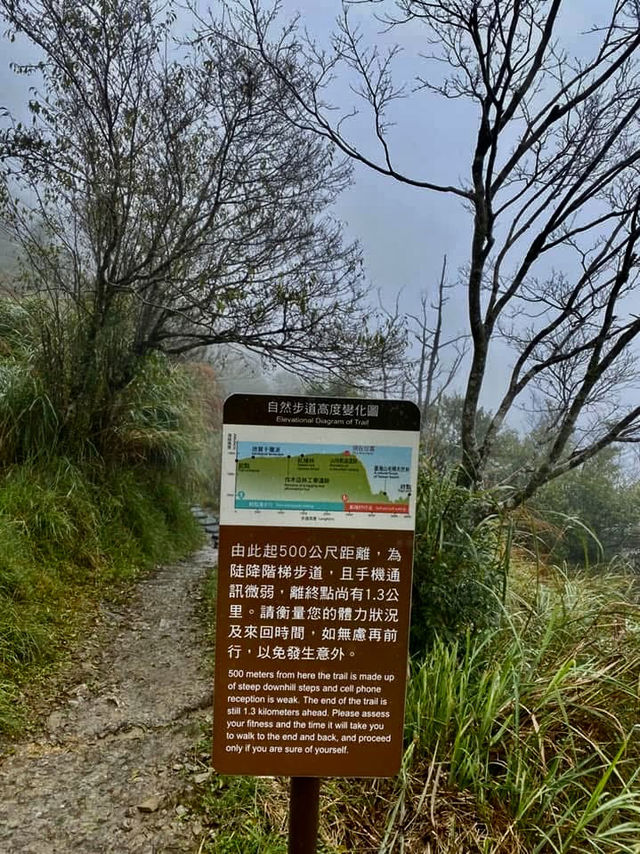 鎏金般耀眼的太平山山毛櫸步道