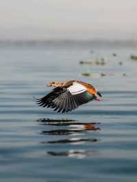 Day Trip to Lake Naivasha and Crescent Walking Safari - See Wild Fish Eagles Hunt!