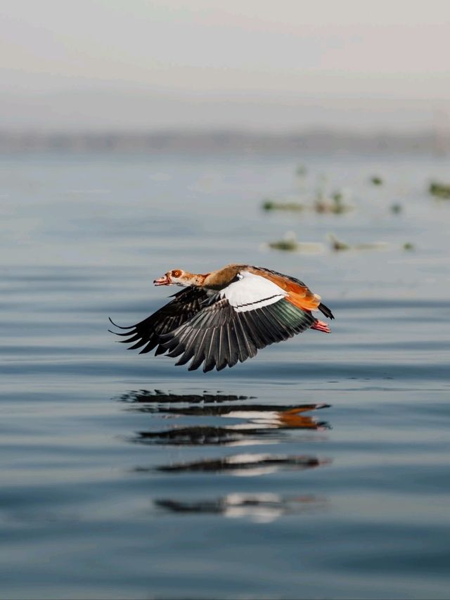 Day Trip to Lake Naivasha and Crescent Walking Safari - See Wild Fish Eagles Hunt!