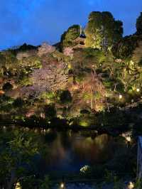 【東京×椿山荘】ライトアップで浮かび上がる夜桜雲海