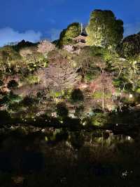 【東京×椿山荘】ライトアップで浮かび上がる夜桜雲海