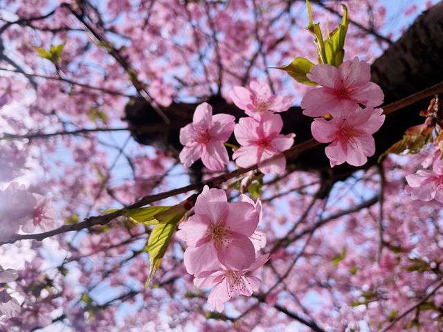 Catching the earliest Sakura !
