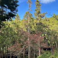 金面山親山步道～迷人綠野