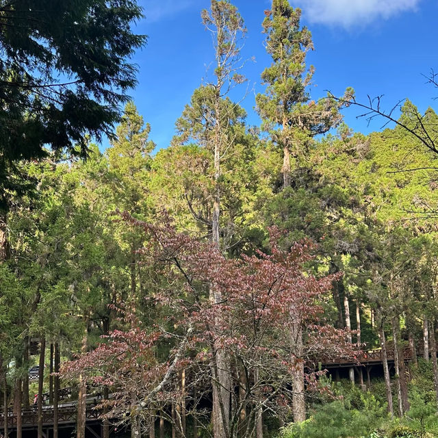 金面山親山步道～迷人綠野
