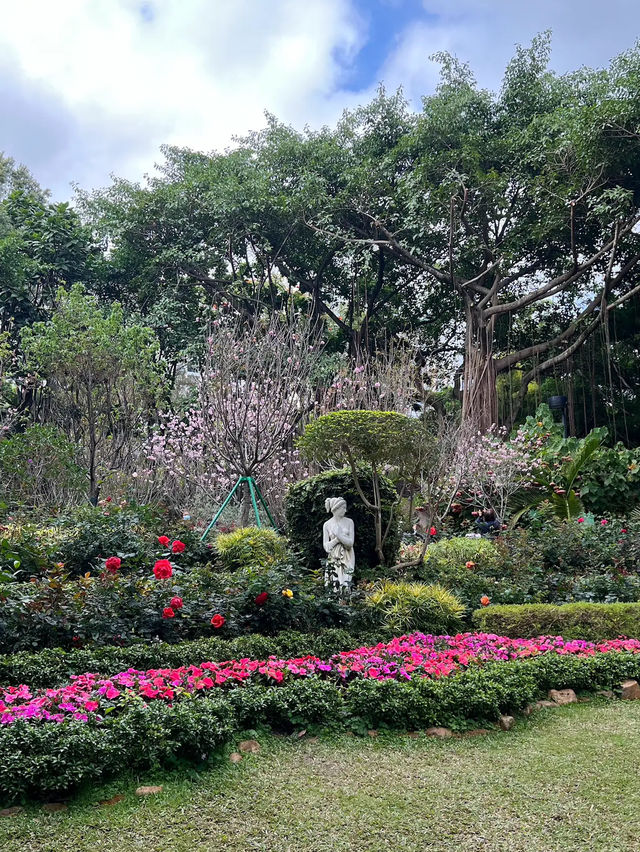 🌸 **香港城門谷公園櫻花觀賞遊覽分享** 🌸
