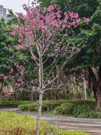 🌸 **香港單車館公園櫻花分享** 🌸