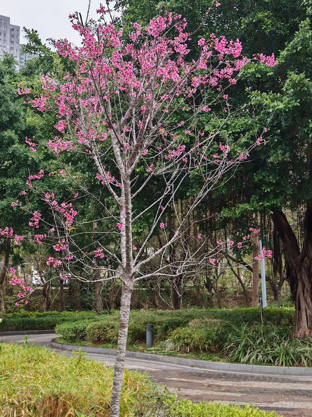 🌸 **香港單車館公園櫻花分享** 🌸