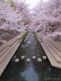 Fall in the Dreams of Sakura~🌸☁️