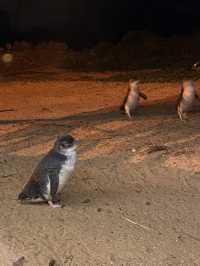 Penguin Parade at Philip Island