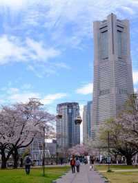 🌸  橫濱賞櫻秘景|📍汽車道 