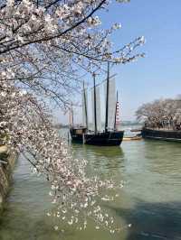 Chasing Sakura at Yuantouzhu, the World’s Blossom Crown Jewel