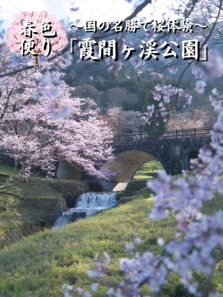 [Gifu] You're missing out if you don't go! Enjoy the cherry blossoms on foot!