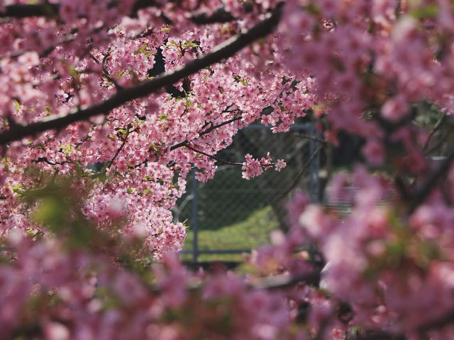 京都淀水路賞櫻美景