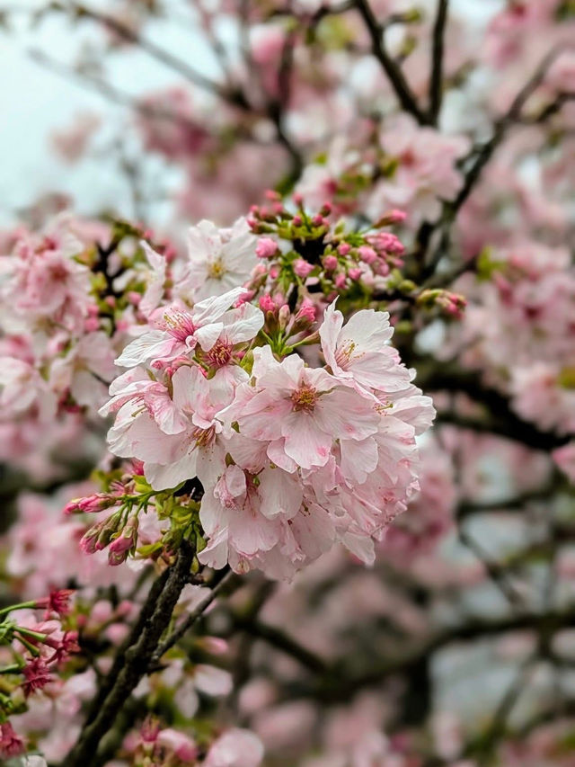 Chasing Sakura G Wuji Tianyuan Temple