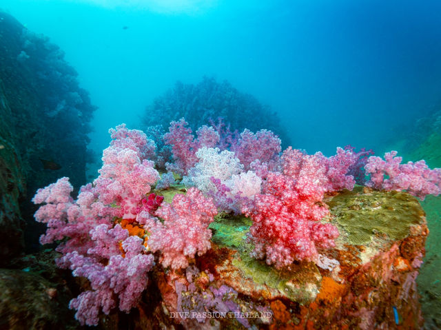 สำรวจ Dive site เกาะพระทอง
