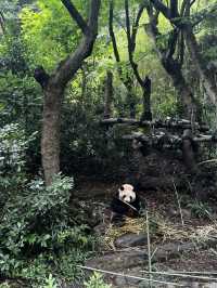 CHENG DU PANDABASE