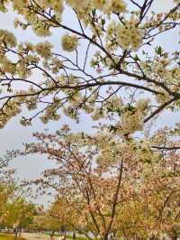Xuanwu Lake: Nanjing’s Serene Urban Oasis
