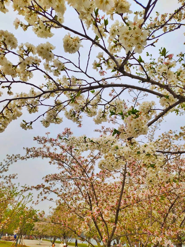 Xuanwu Lake: Nanjing’s Serene Urban Oasis