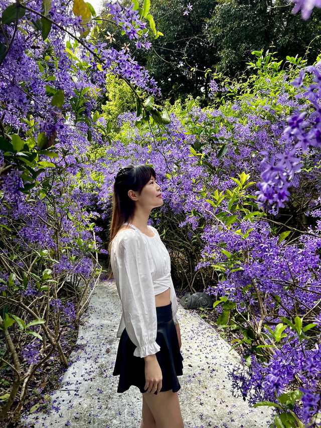 夢幻紫色花海 南投賞花秘境