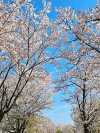 남양주 한적한 벚꽃 스팟!🌸