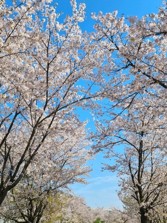 남양주 한적한 벚꽃 스팟!🌸