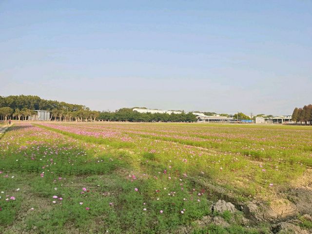ป่าสน1000ปี🌲🌲