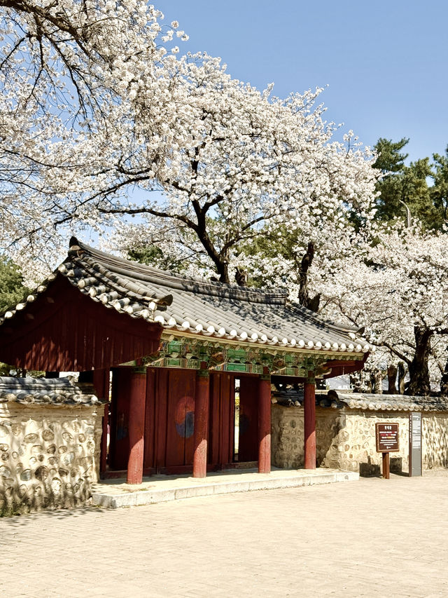 🌸하트 벚꽃 포인트가 있는 대릉원 돌담길🌸