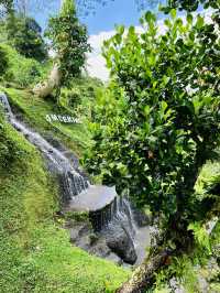 “Stunning Uma’s Rice Terrace in Spring”