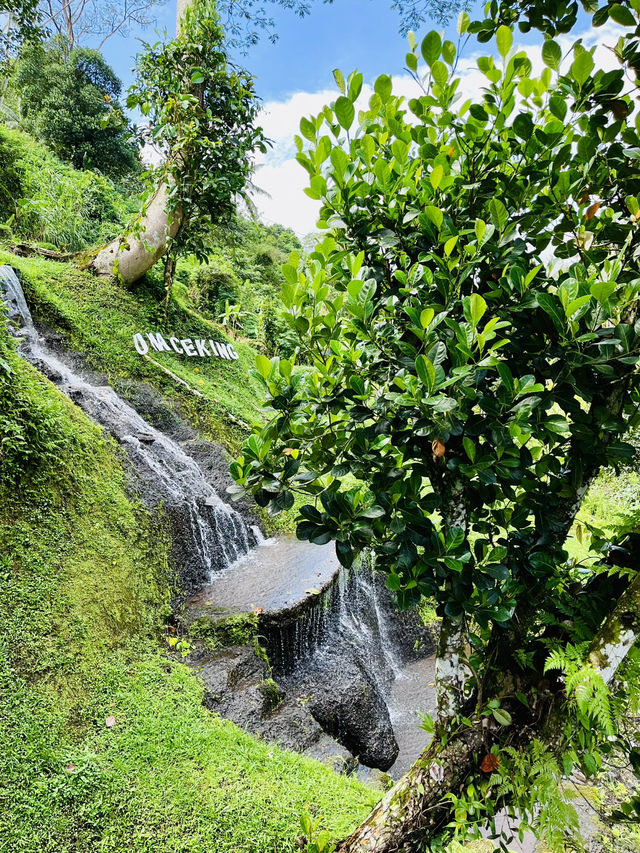 “Stunning Uma’s Rice Terrace in Spring”