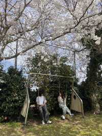 제주 숨겨진 벚꽃명소, 여기에요🌸