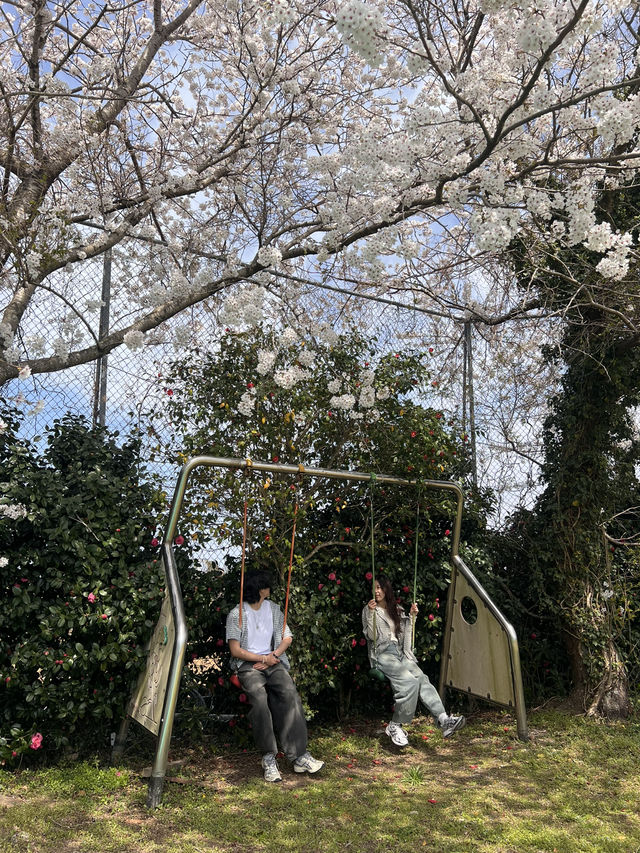 제주 숨겨진 벚꽃명소, 여기에요🌸